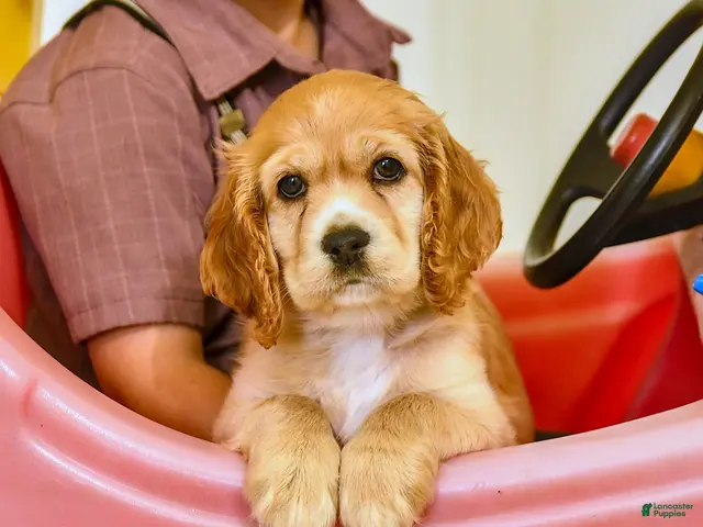 English Cocker Spaniel dogs for sale: Rusty - Ad 1