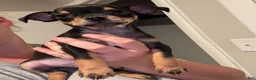 Chihuahua dogs for sale: Chihuahua Puppy 1 - Ad 5