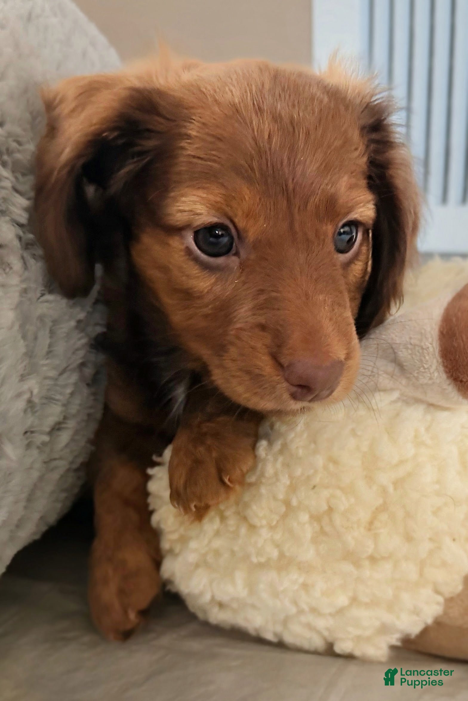 Dachshund dogs Dolly - Ad 2