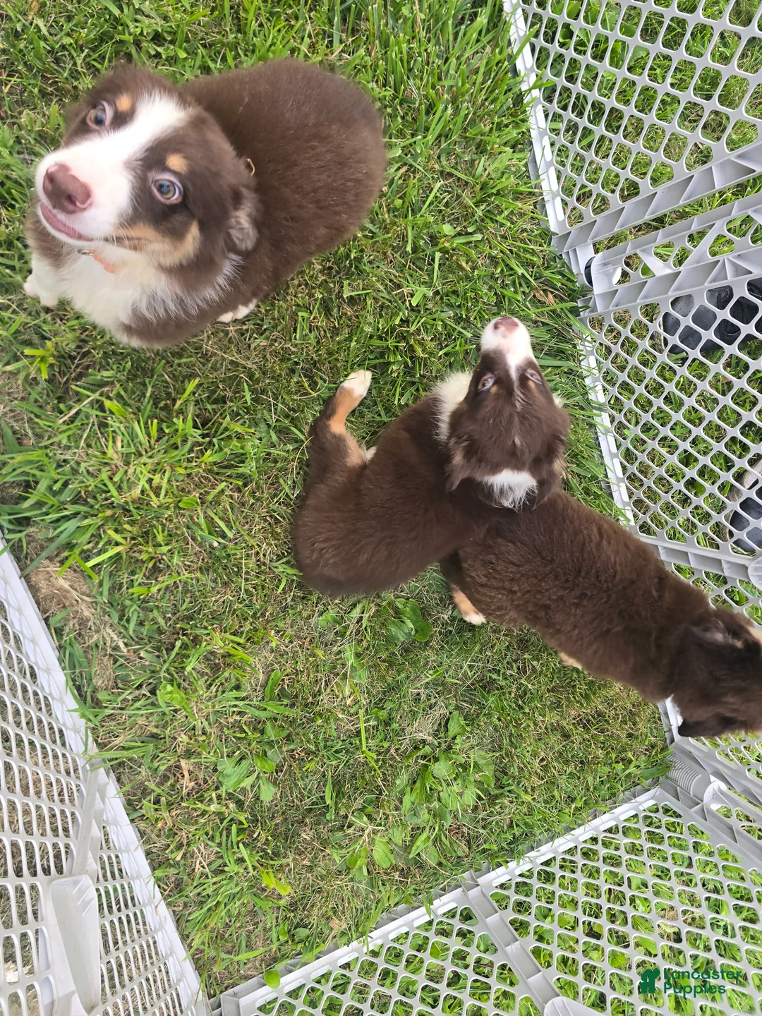 Australian Shepherd dogs for sale: Australian Shepherd Puppy Orange  - Ad 2