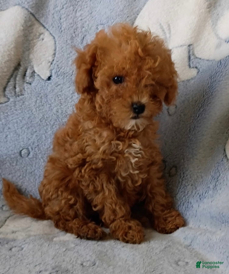 Mini Goldendoodle dogs Tootsie - Ad 9