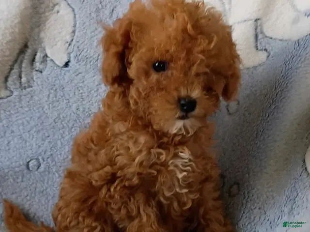 Mini Goldendoodle dogs for sale: Tootsie - Ad 20