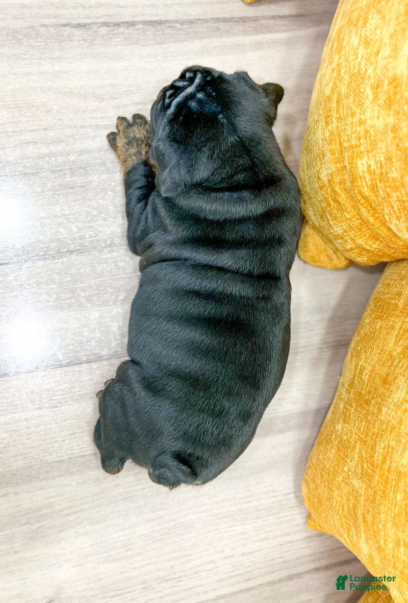 English Bulldog dogs for sale: Mabel - Ad 1