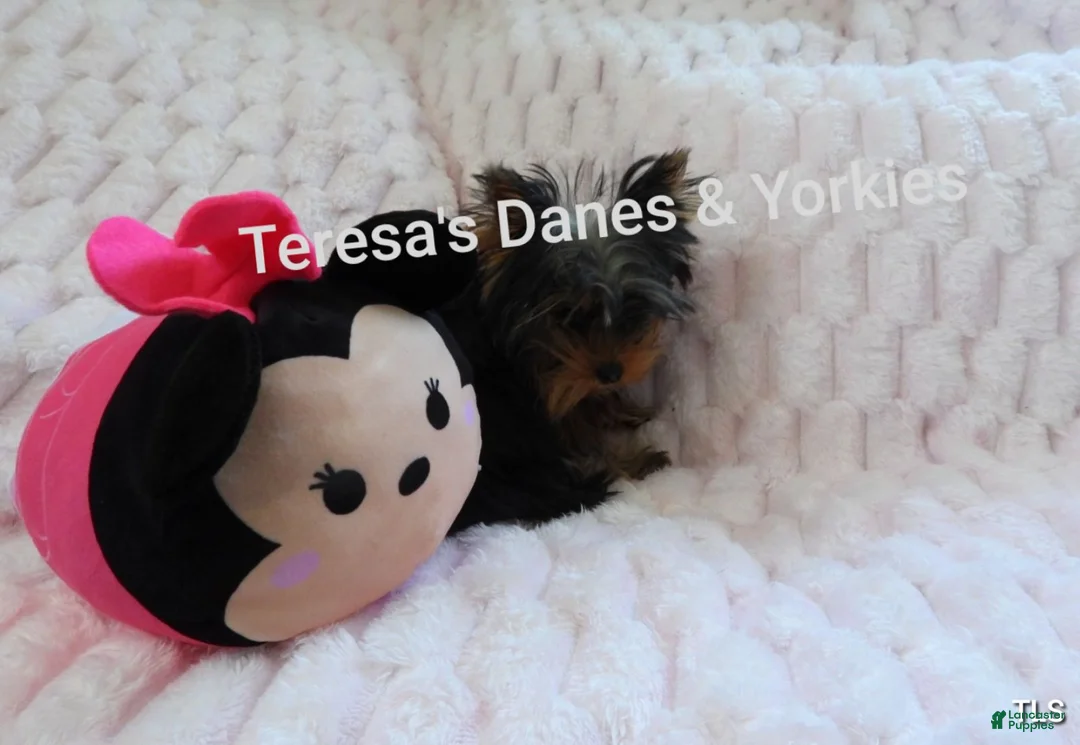 Yorkshire Terrier dogs for sale: Micro mini girl - Ad 7