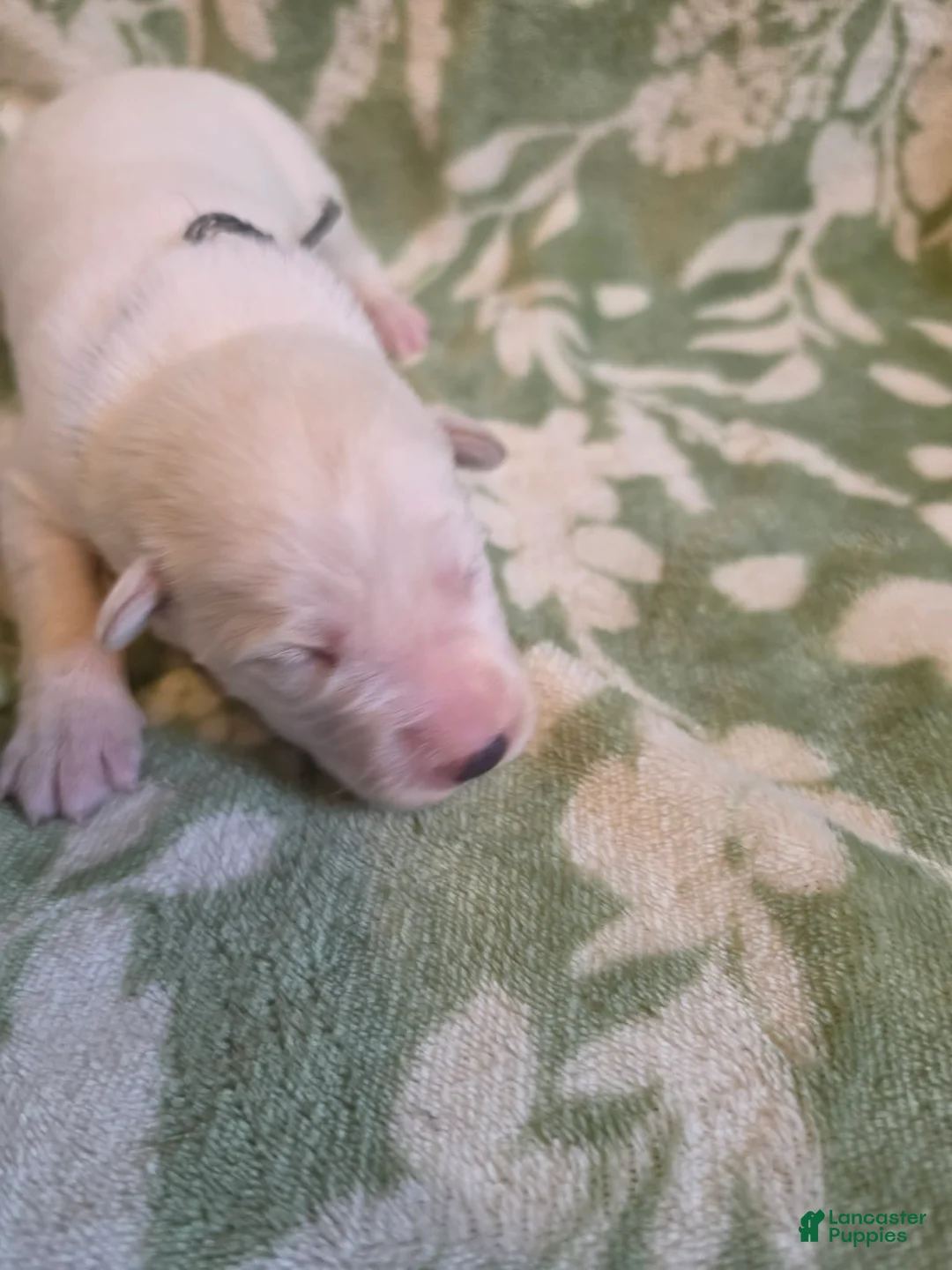 German Shepherd dogs for sale: purple - Ad 3