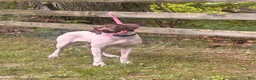 German Shorthaired Pointer dogs for sale: Casey - Ad 5