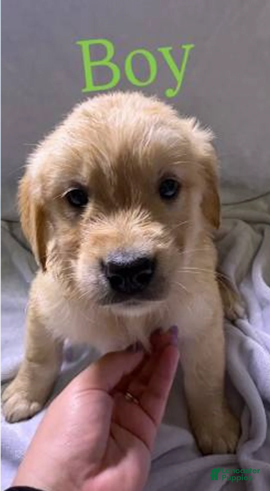 Golden Retriever dogs for sale: Golden Retriever Puppy 5 - Ad 1