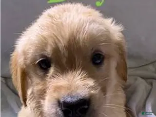 Golden Retriever dogs Golden Retriever Puppy 5 - Ad 4