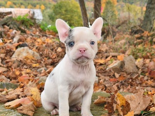 Frenchton dogs - Ad 8