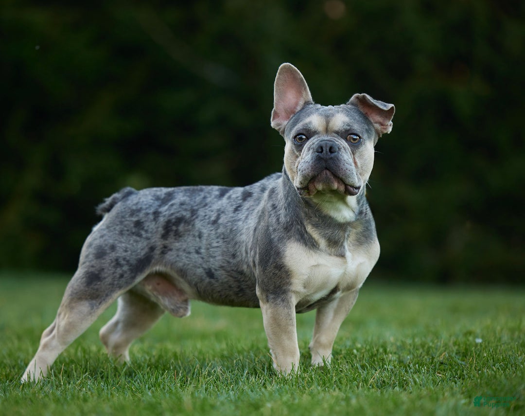 French Bulldog dogs for sale: Cami - Ad 11