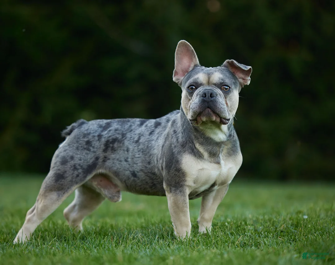 French Bulldog dogs for sale: Cora - Ad 10