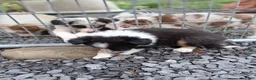 Border Collie dogs for sale: LEA - Ad 8