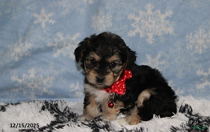 Yochon dogs Damon - Ad 1