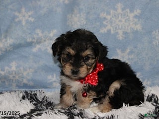 Yochon dogs Damon - Ad 1