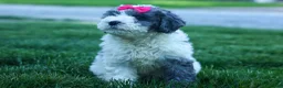 Cavapoo dogs for sale:  Gabby 🩷🐶 - Ad 6