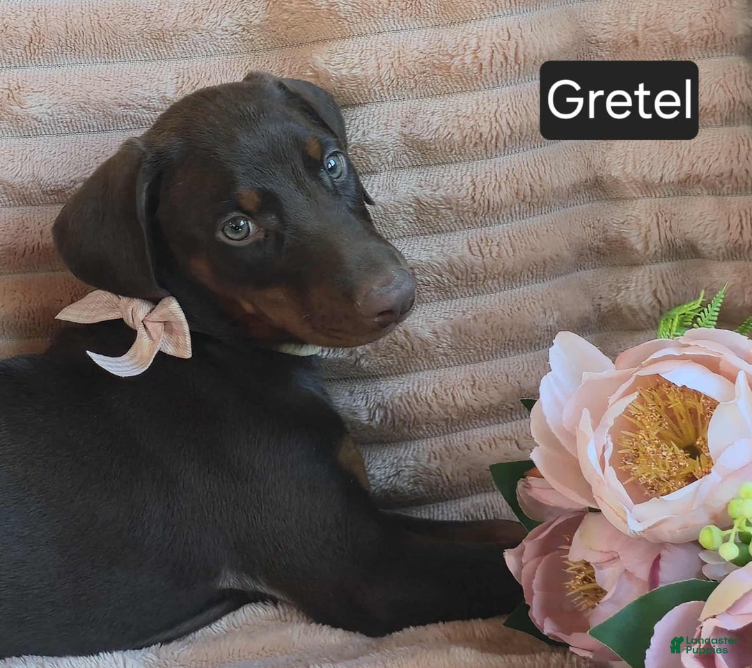 Doberman Pinscher dogs for sale: Gretel  - Ad 2
