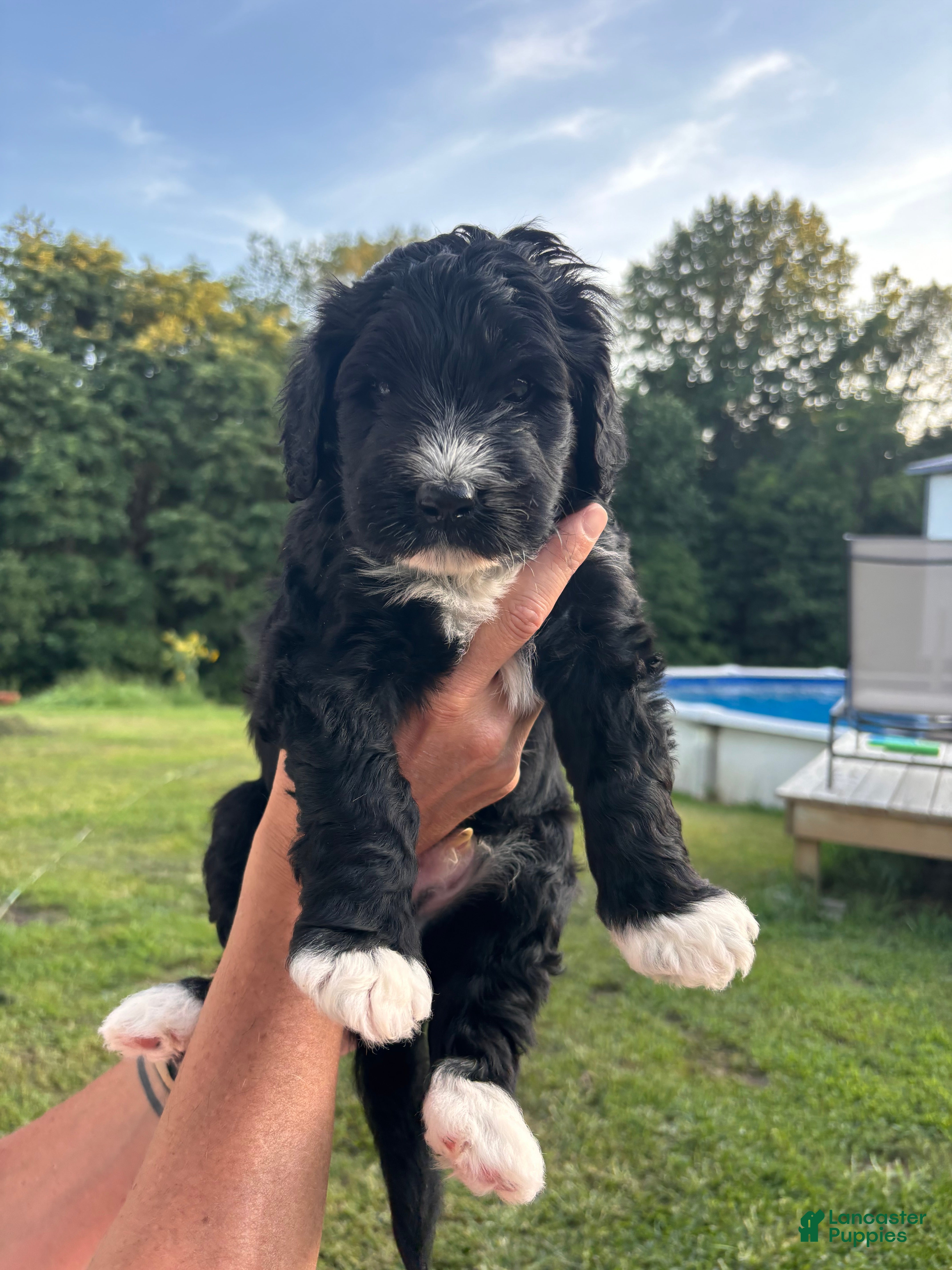 Bernedoodle dogs Frank  - Ad 34