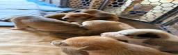 Mixed Breed dogs for sale: Pitsky male - Ad 33