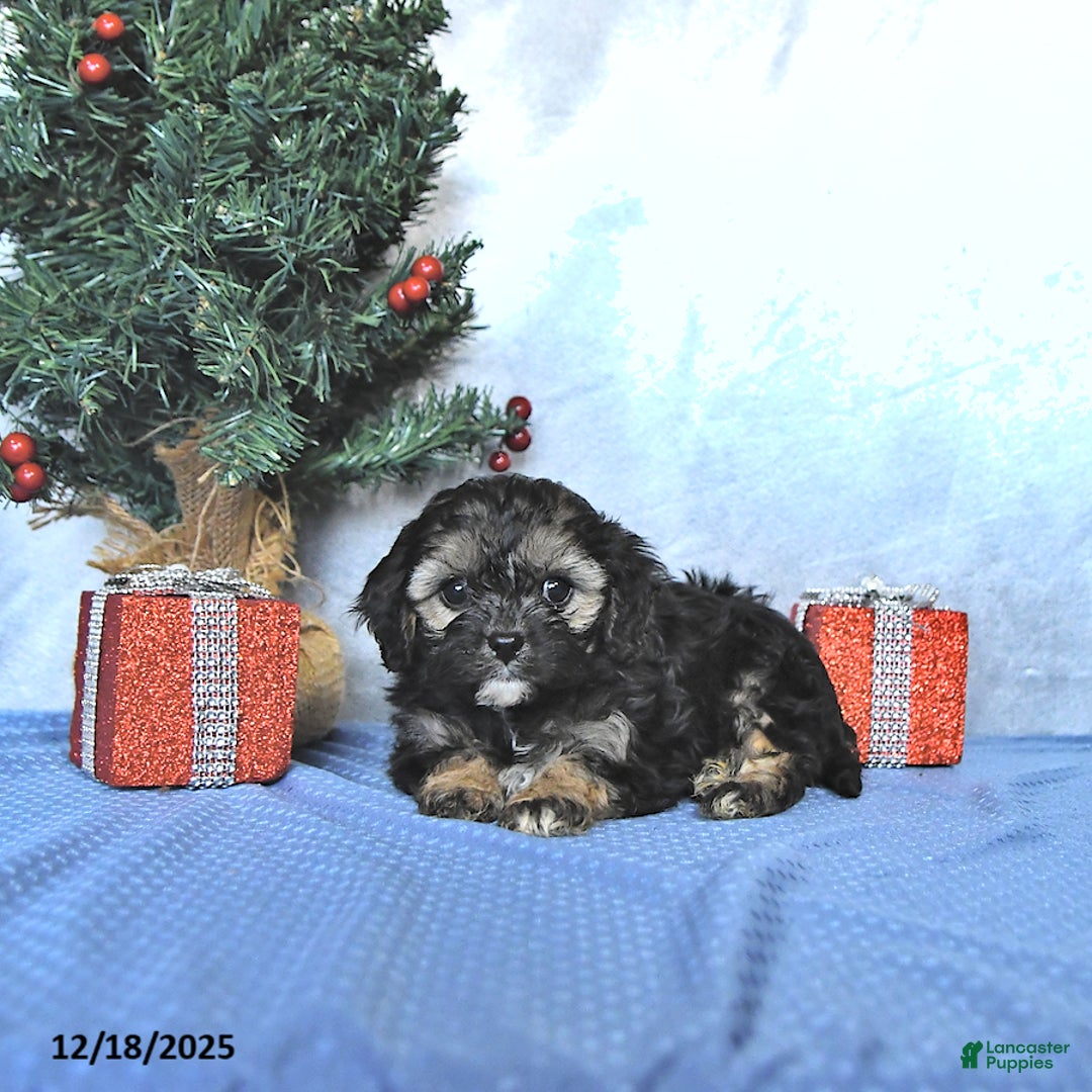 Cavapoo dogs for sale: Reese - Ad 1