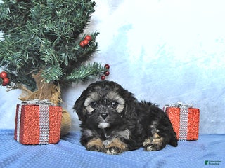 Cavapoo dogs Reese - Ad 38