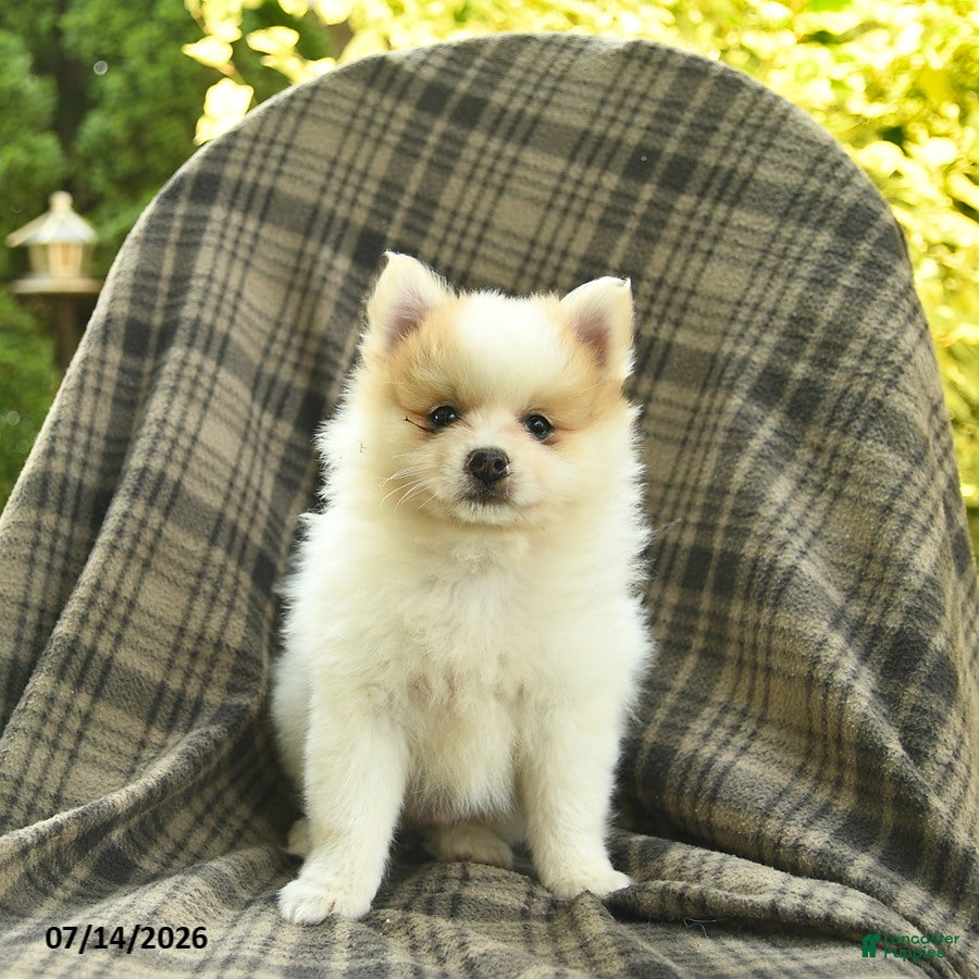 Pomeranian dogs Star  - Ad 2