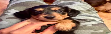 Miniature Dachshund Puppy 1