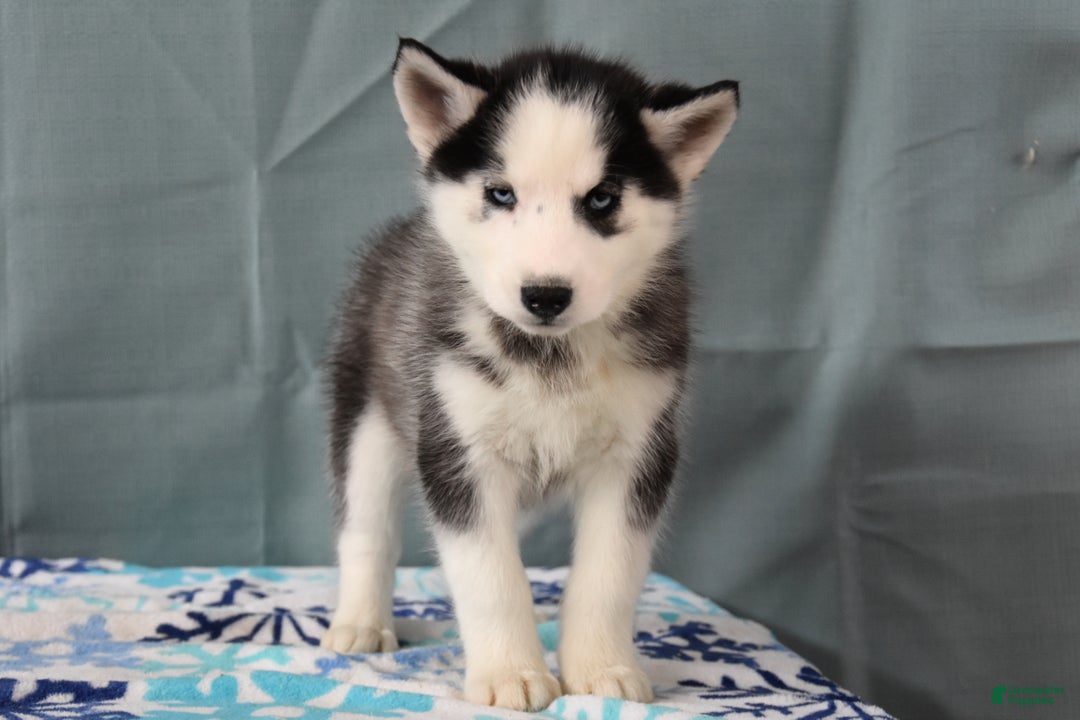 Siberian Husky dogs for sale: Birdie - Ad 1