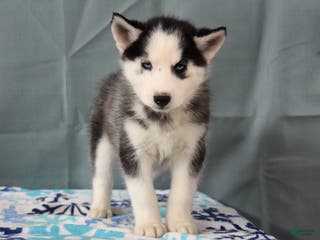Siberian Husky dogs Birdie - Ad 15