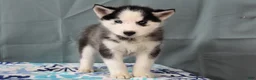 Siberian Husky dogs for sale: Birdie - Ad 1