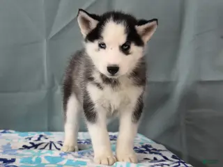 Siberian Husky dogs Birdie - Ad 32