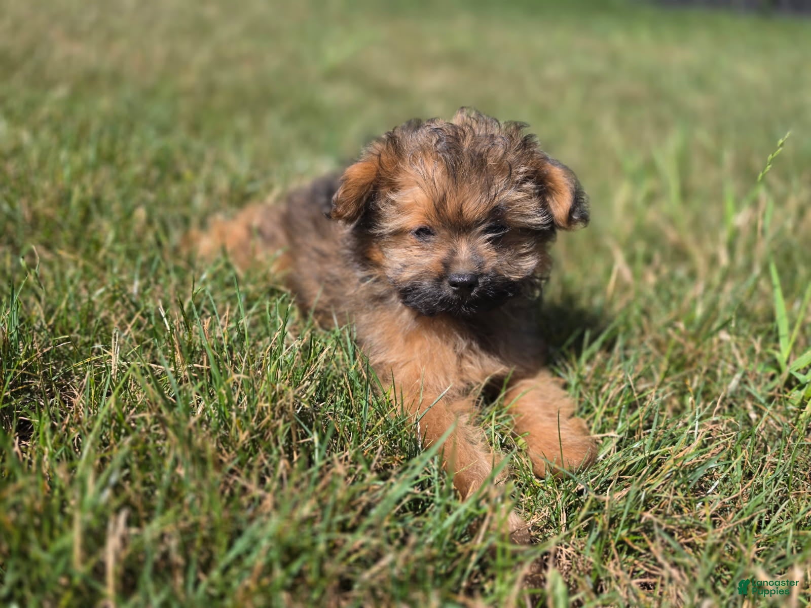 Pomapoo dogs Max - Ad 2