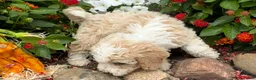 Miniature Poodle dogs for sale: Toby - Ad 9