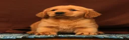 Golden Retriever dogs for sale: Scott - Ad 6