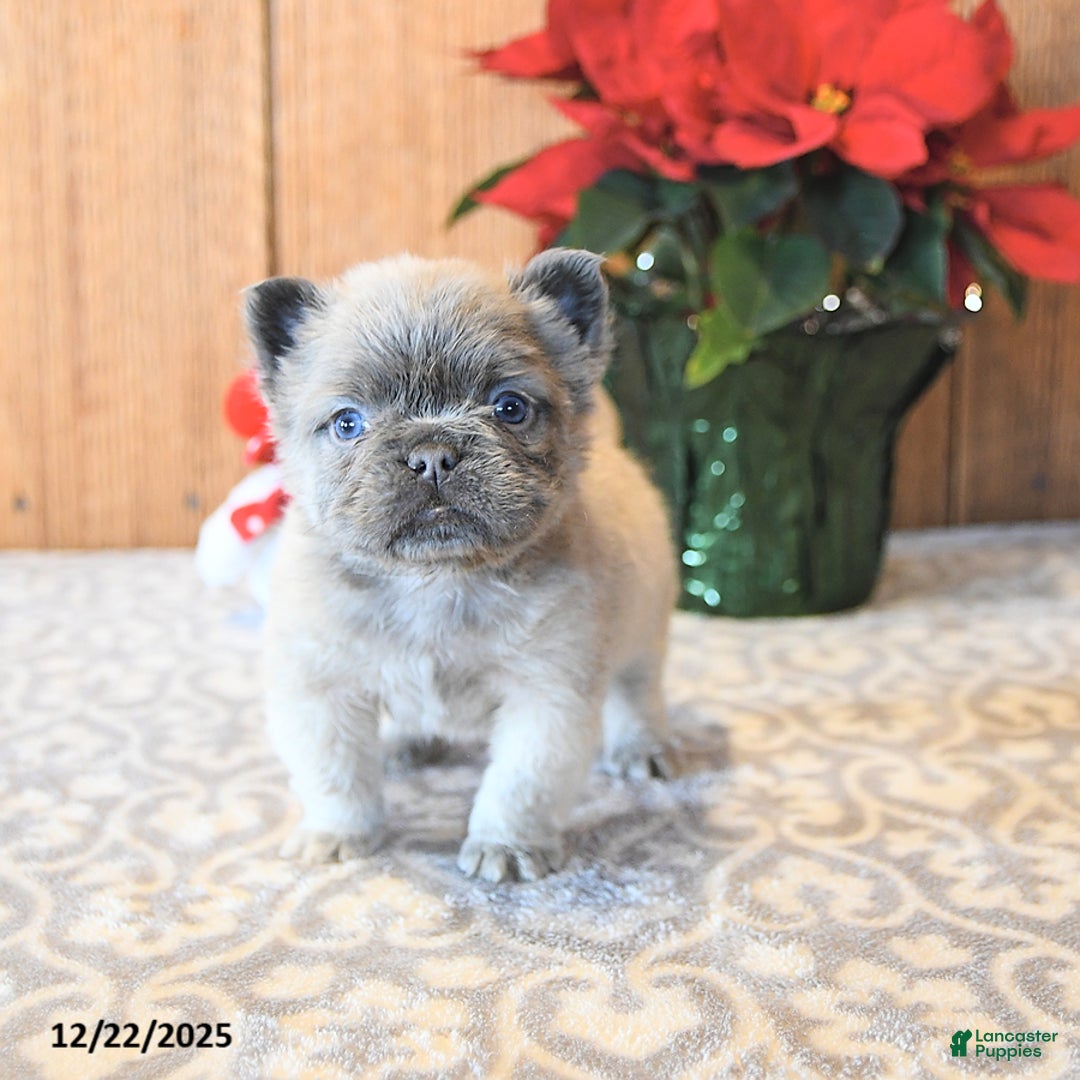 French Bulldog dogs for sale: Trigger - Ad 4