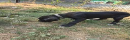 Great Dane dogs for sale: Great Dane 6 Grey collar - Ad 3