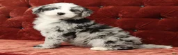 Mini Bernedoodle dogs for sale: Tansy - Ad 6
