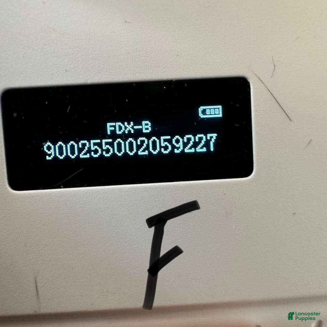 Shih Tzu dogs for sale: Hudson - Ad 6