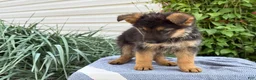 German Shepherd dogs for sale: Griffin - Ad 10