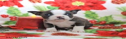 Boston Terrier dogs for sale: Homer - Ad 4