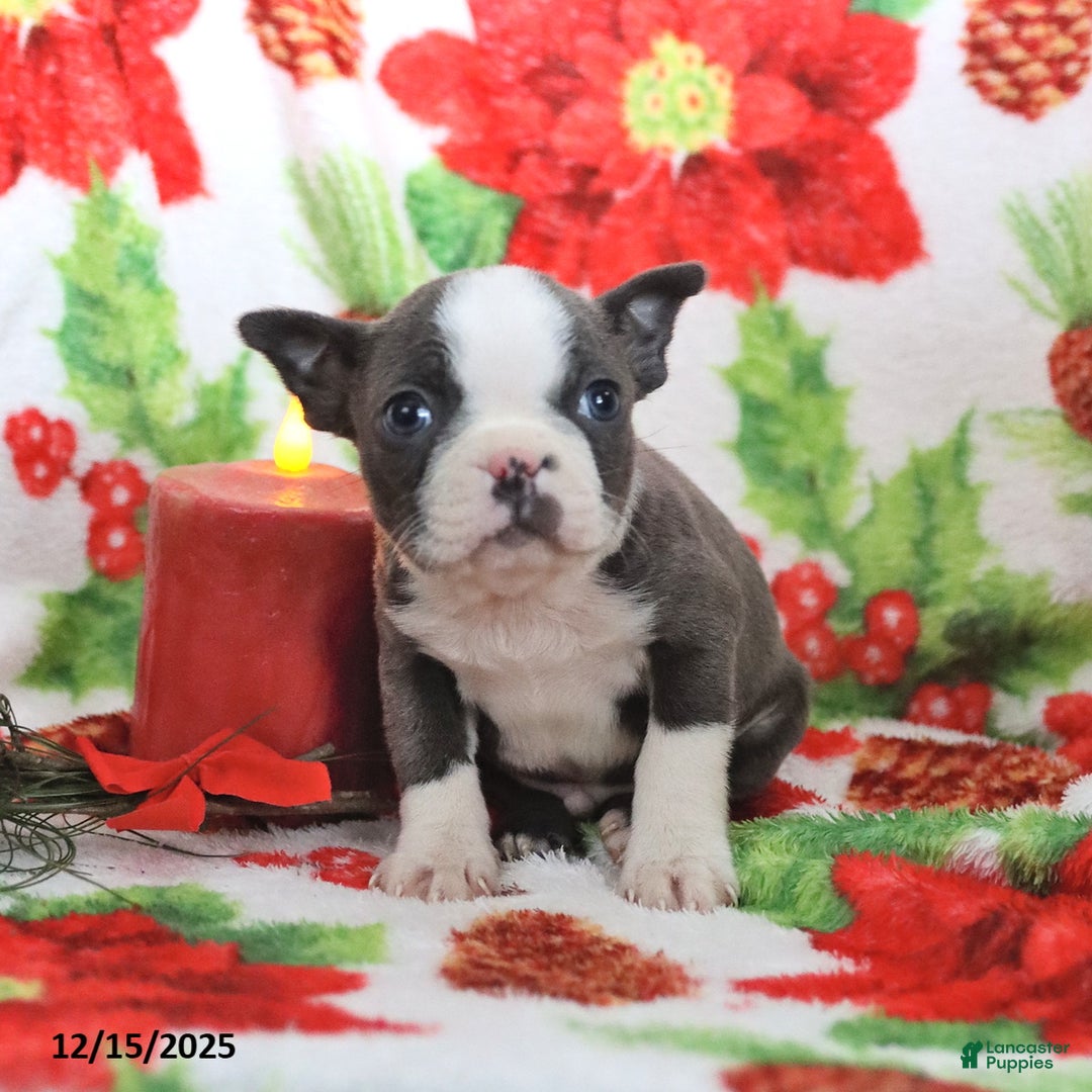 Boston Terrier dogs for sale: Homer - Ad 4