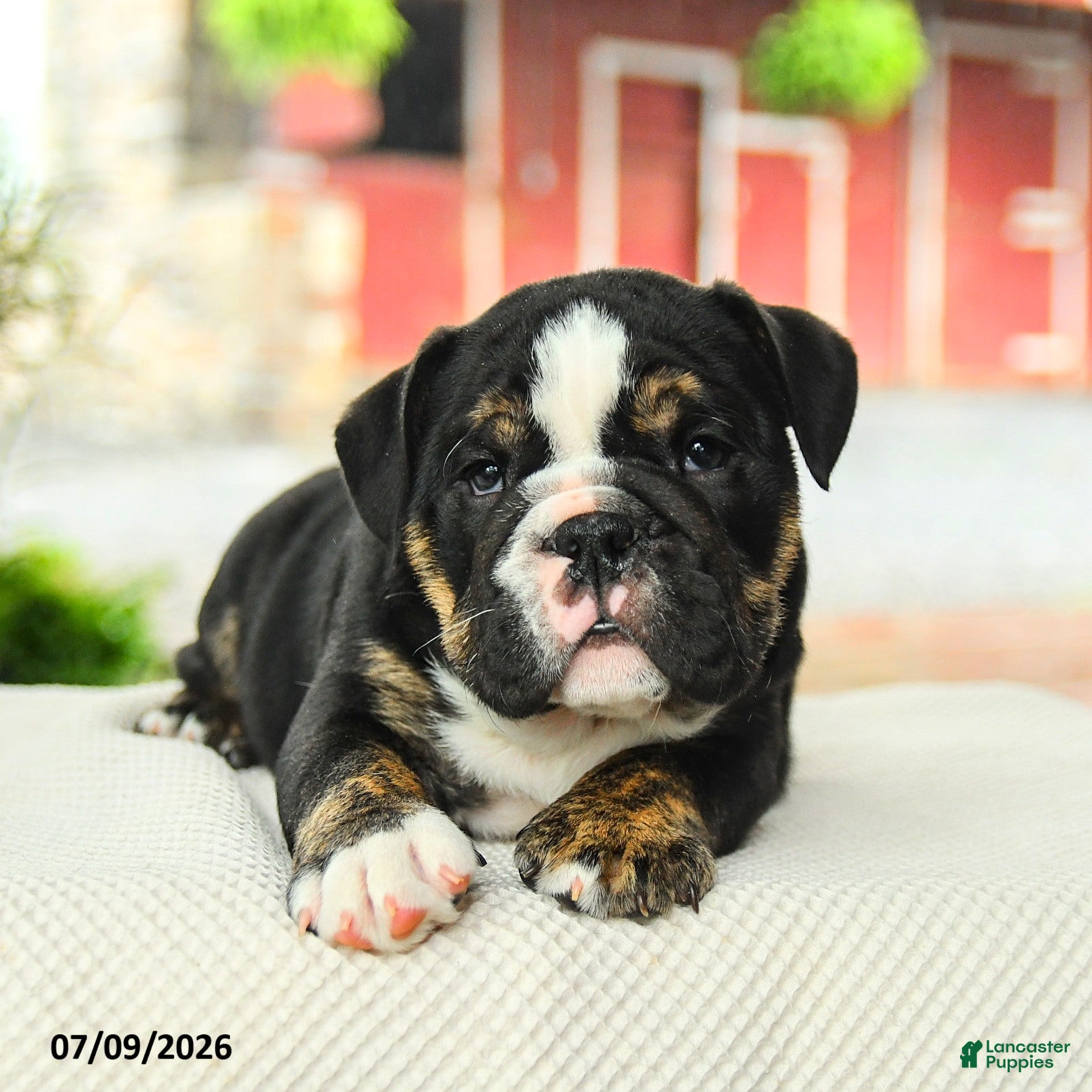 English Bulldog dogs Vincent - Ad 2