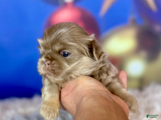 Pekingese dogs Akc DNA OFA Olaf- lilac tan points - Ad 5