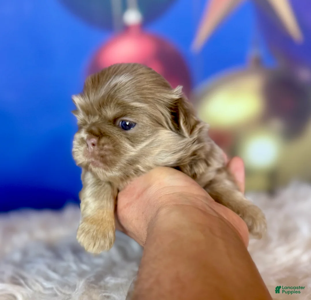 Pekingese dogs for sale: Akc DNA OFA Olaf- lilac tan points  - Ad 2