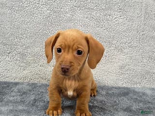 Miniature Dachshund dogs Cooper - Ad 15