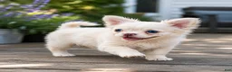 French Bulldog dogs for sale: Sally - Ad 5
