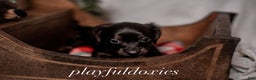 Miniature Dachshund dogs for sale: Orange Collar Boy Black & Tan Dachshund  - Ad 6