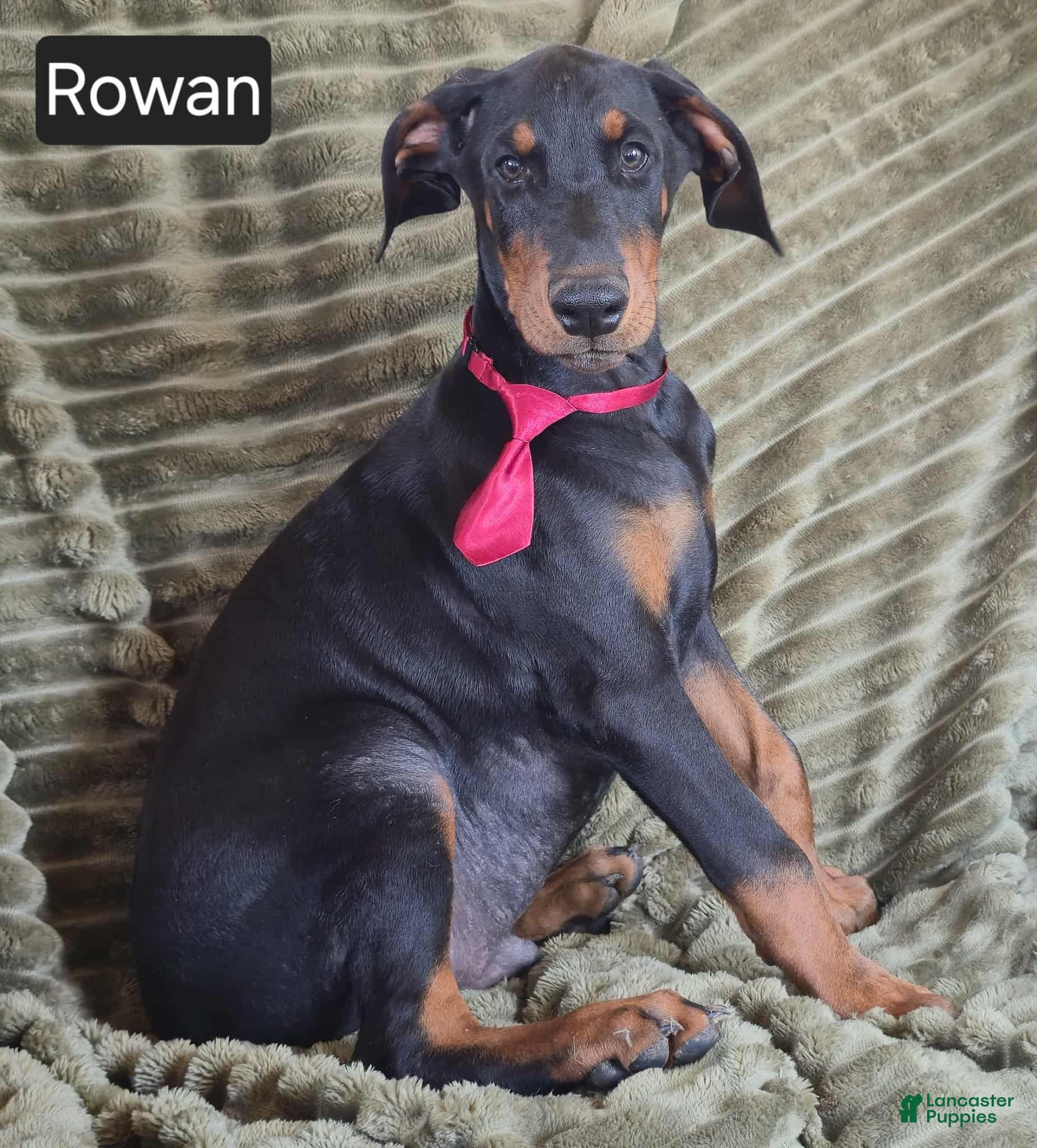 Doberman Pinscher Puppies for sale under $1000 Lancaster Puppies