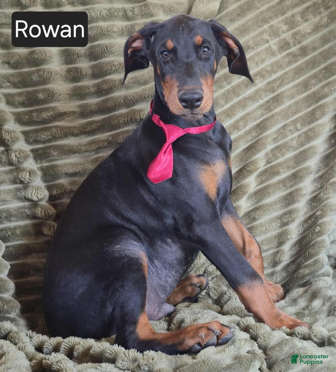 Doberman Pinscher Ckc Find A Breeder Doberman Pinscher