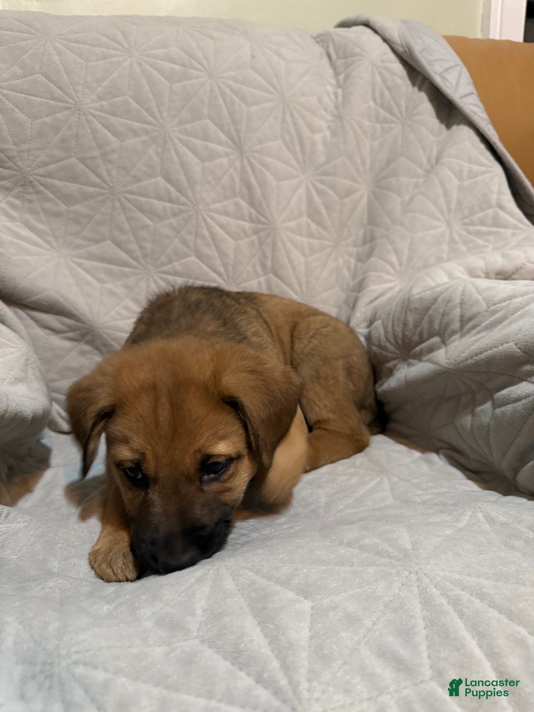 Mixed Breed dogs for sale: Mixed Breed Puppy 3 - Ad 4