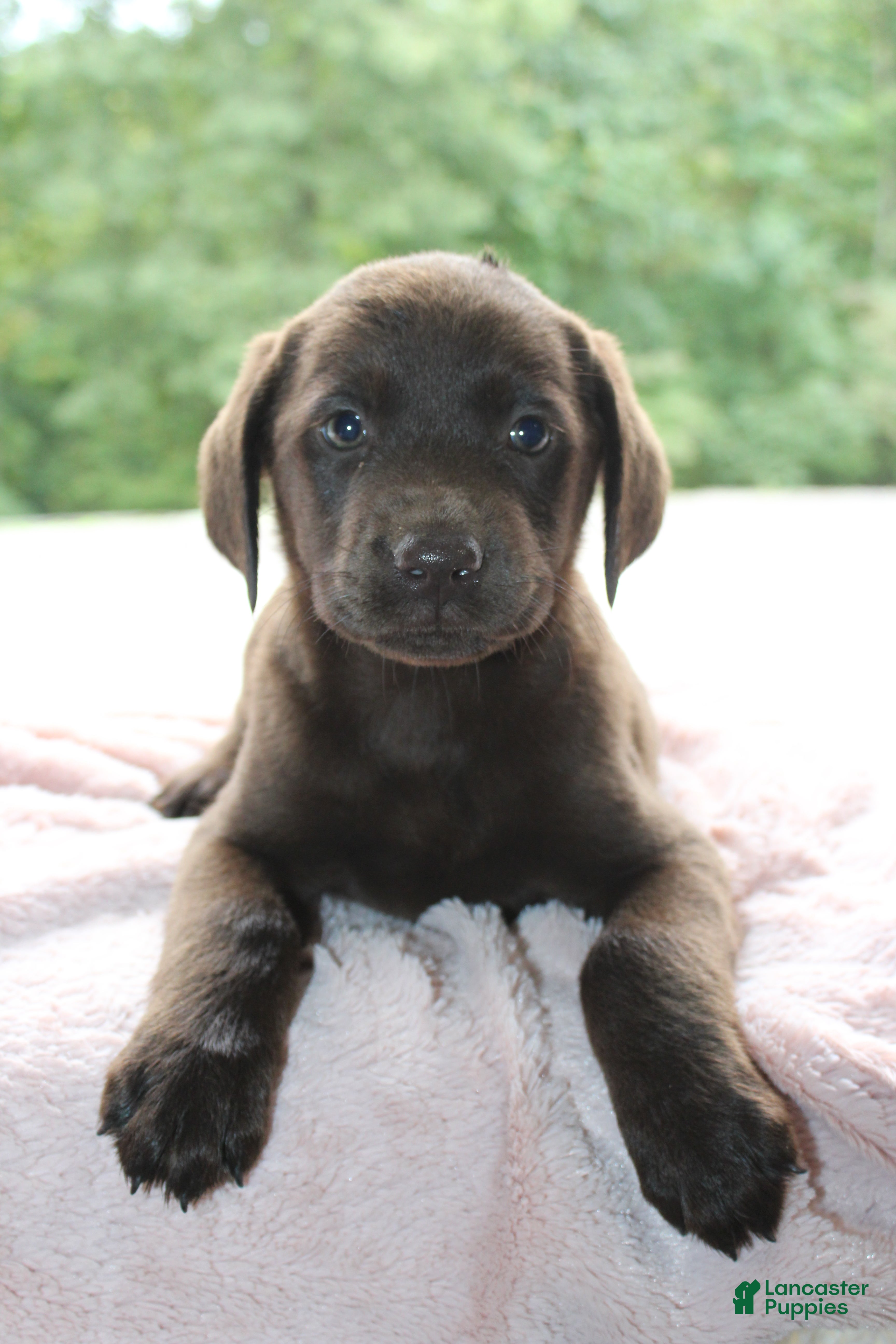 Labrador Retriever dogs Blossom - Ad 2
